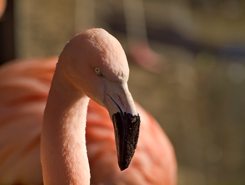 flamingo sandy beak