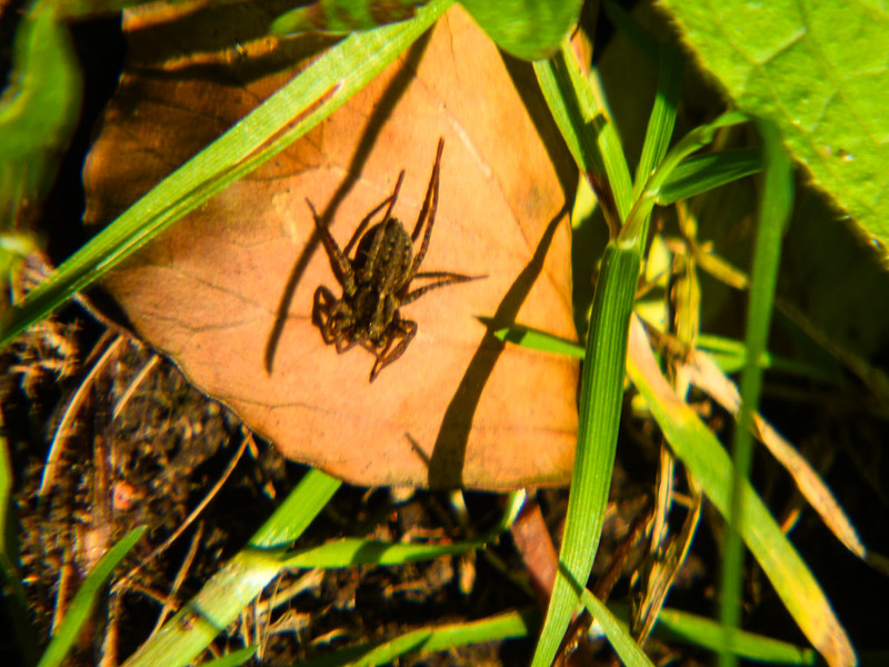 Fox spider