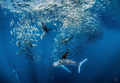 Buceo_024