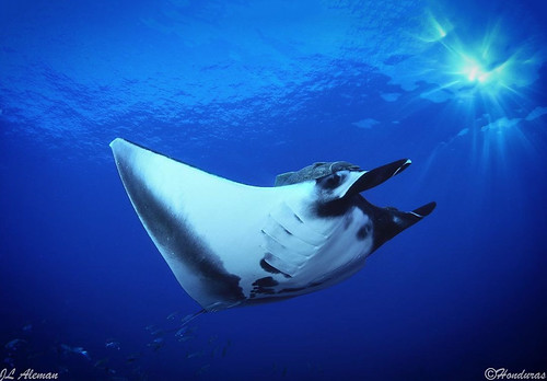 Buceo_021