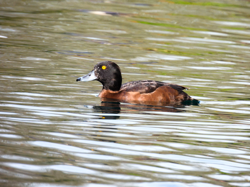 Tuftie pair diving