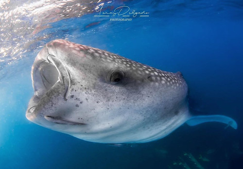 Buceo_026