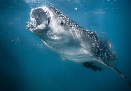 Buceo_015