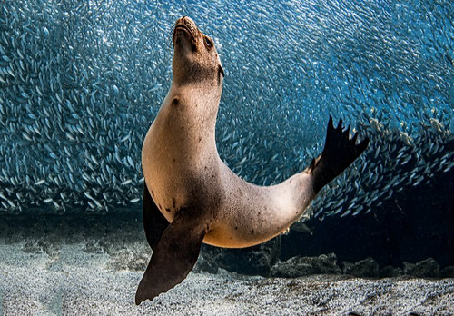 Buceo_007