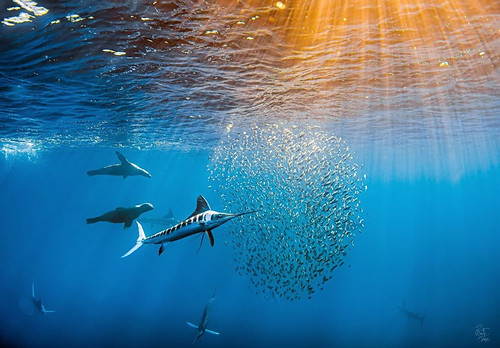 Buceo_017