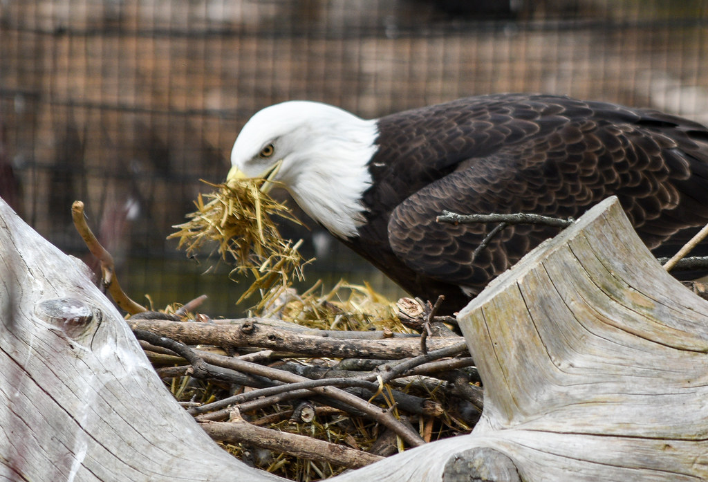 Bald Eagle | Nest building. | Liger 77 (R. Lewis) | Flickr