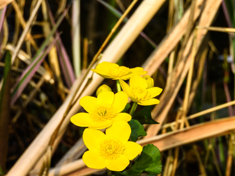 Marsh marigolds by the pond, Bantock