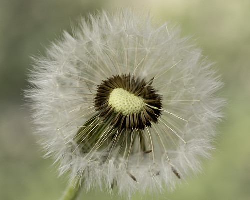 88/365 Seedhead | by Helen Orozco