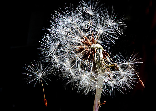 Dandelion spreads its seeds