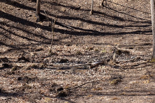 Feral Hog Damage, Collinses' Mountain Chorus Frog (Pseudacris collinsorum) | by Noah K. Fields