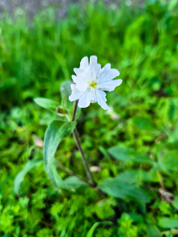 Early spring flowers: white campion, city centre