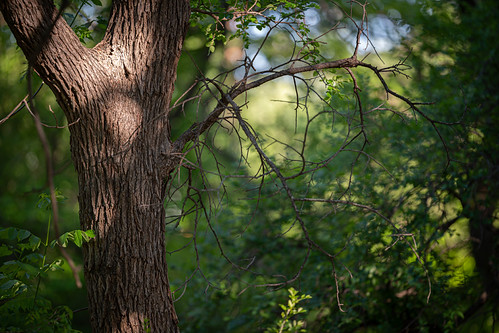 Needs Trimming