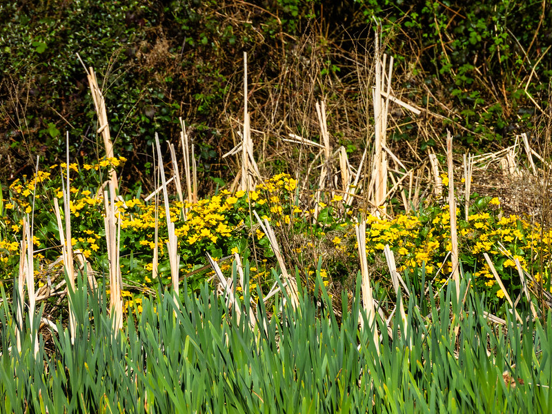 Early spring flowers: marsh marigolds, Compton Park