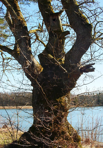 The-Old-Oak