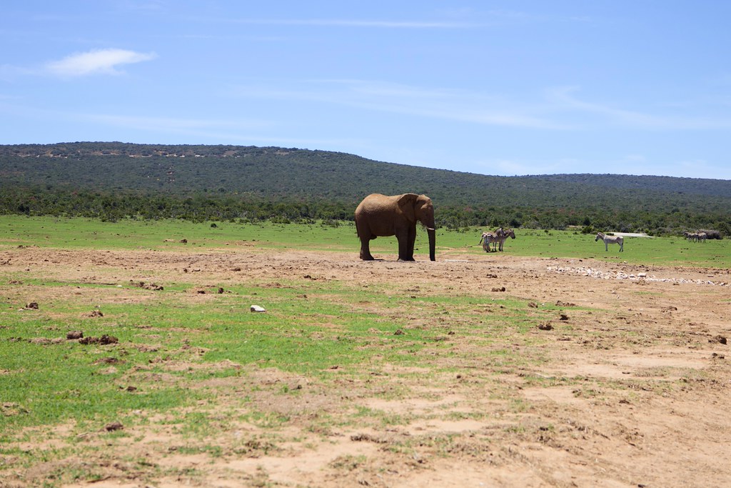 Animales que ver en Addo National Park