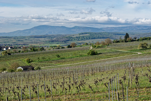 in the vineyard