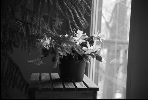 Same cactus, different camera | by JablesPhotos