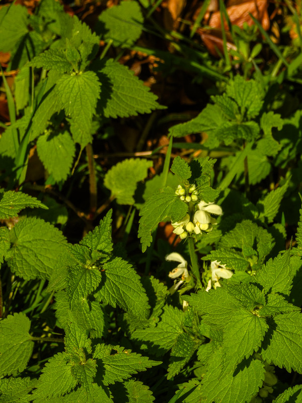 Early spring flowers: white dead nettle