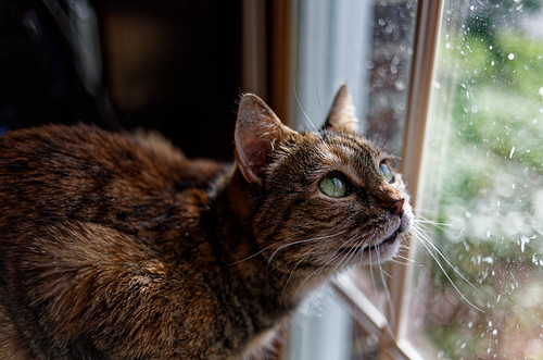 Pretty Kitty