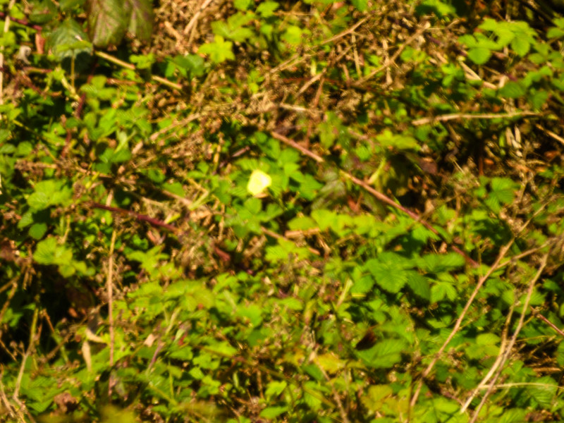 Distant brimstone butterfly