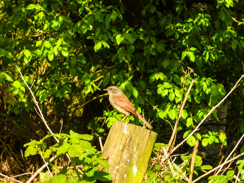 Dunnock on a fence post