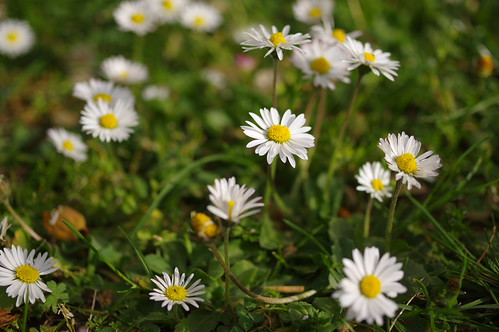 Daisies