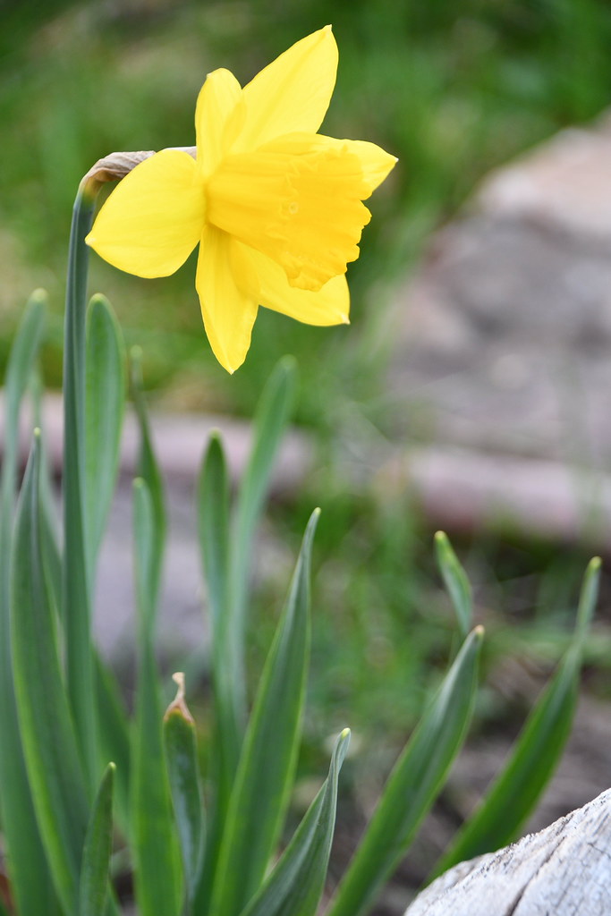 Spring is arriving! | A couple of my Spring flowers are waki… | Flickr