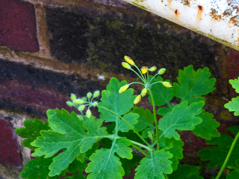Early spring flowers: greater celandine