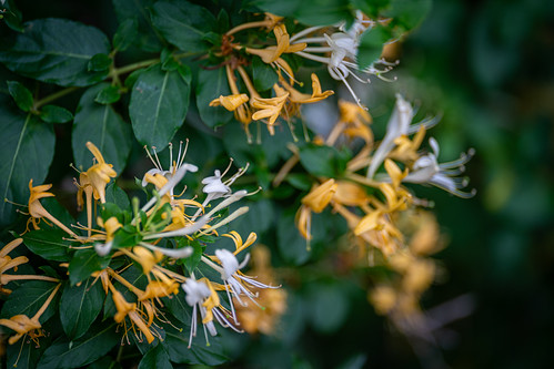 Lonicera japonica No. 2