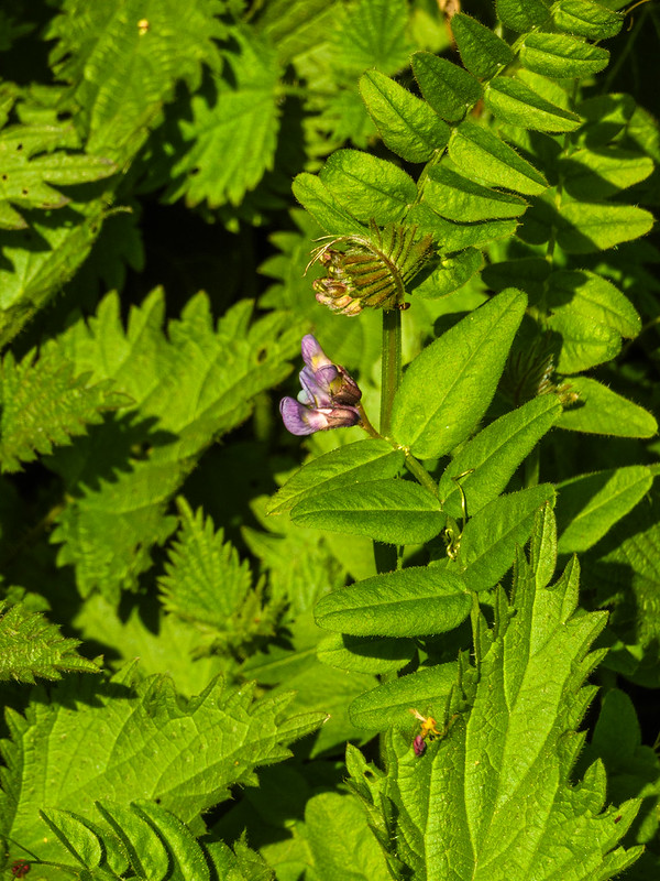Spring flowers: purple vetch