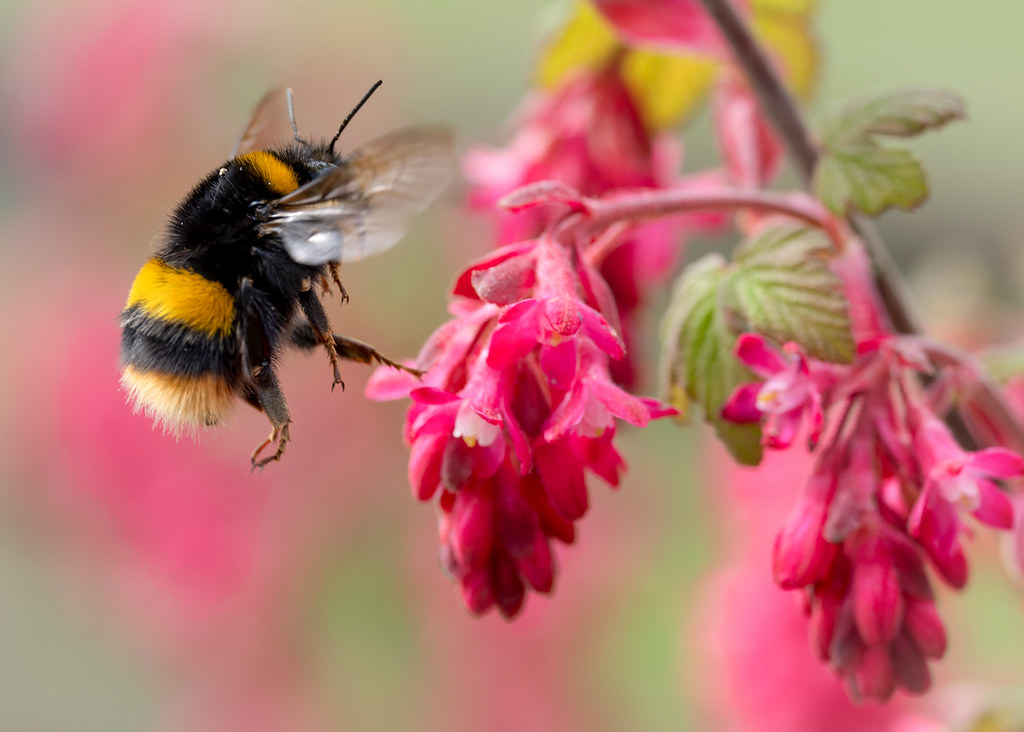Buff-tailed Bumblebee