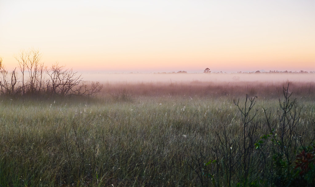 Before the Sun Rises Above a Sawgrass Prairie and a Layer of Mist on the Ground (Everglades National Park)
