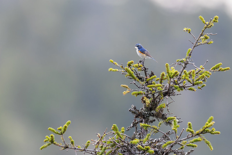 Tarsiger cyanurus | Red-flanked Bluetail | tajgablåstjärt