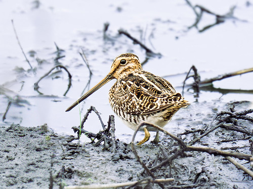 Wisconsin Snipe Wilson's Snipe | Wilson's Snipe at John Heinz National Wildl… | Flickr