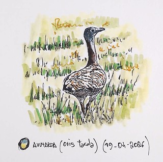 Avutarda (Otis tarda)