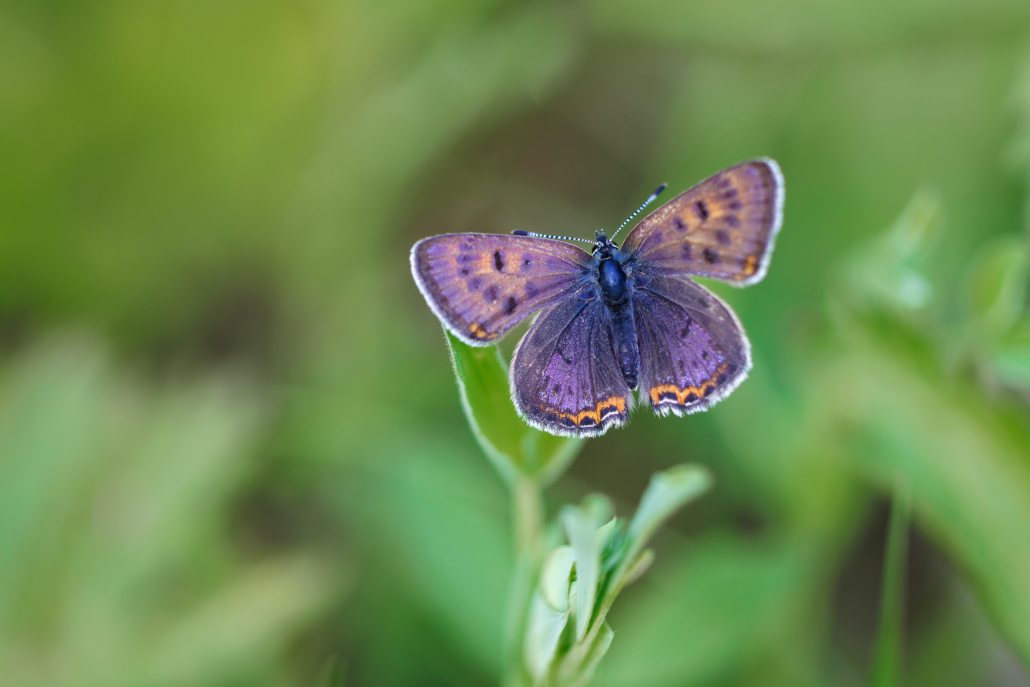 Lycaena helle | violett guldvinge | Violet Copper