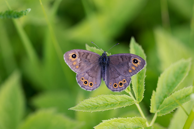 Lasiommata petropolitana | berggräsfjäril | Northern Wall Brown