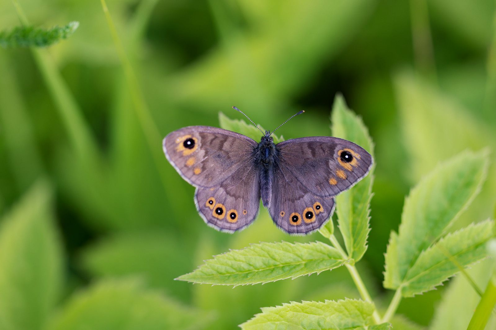 Lasiommata petropolitana | berggräsfjäril | Northern Wall Brown
