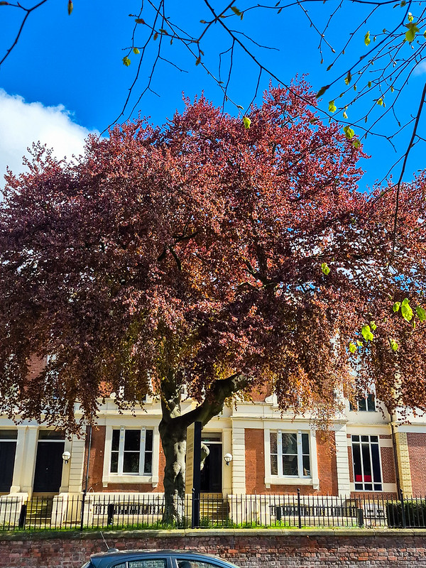 Spring foliage: copper beeches