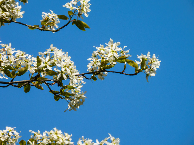 Early spring flowers: tree, Compton lock