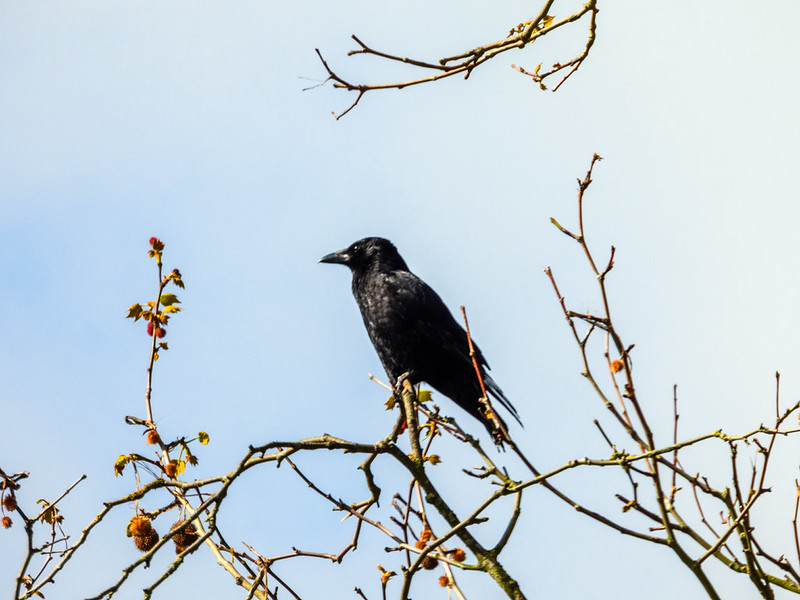 Crows up above, West Park
