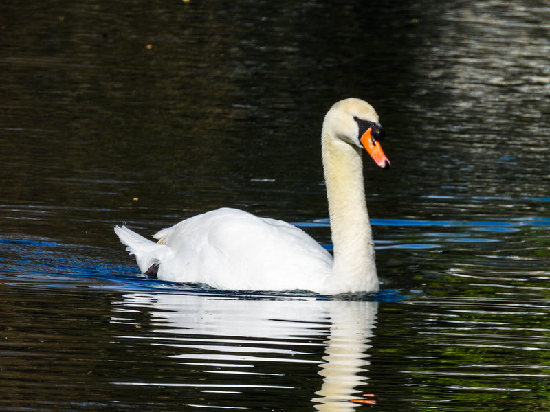 Lone swan gliding by, West Park