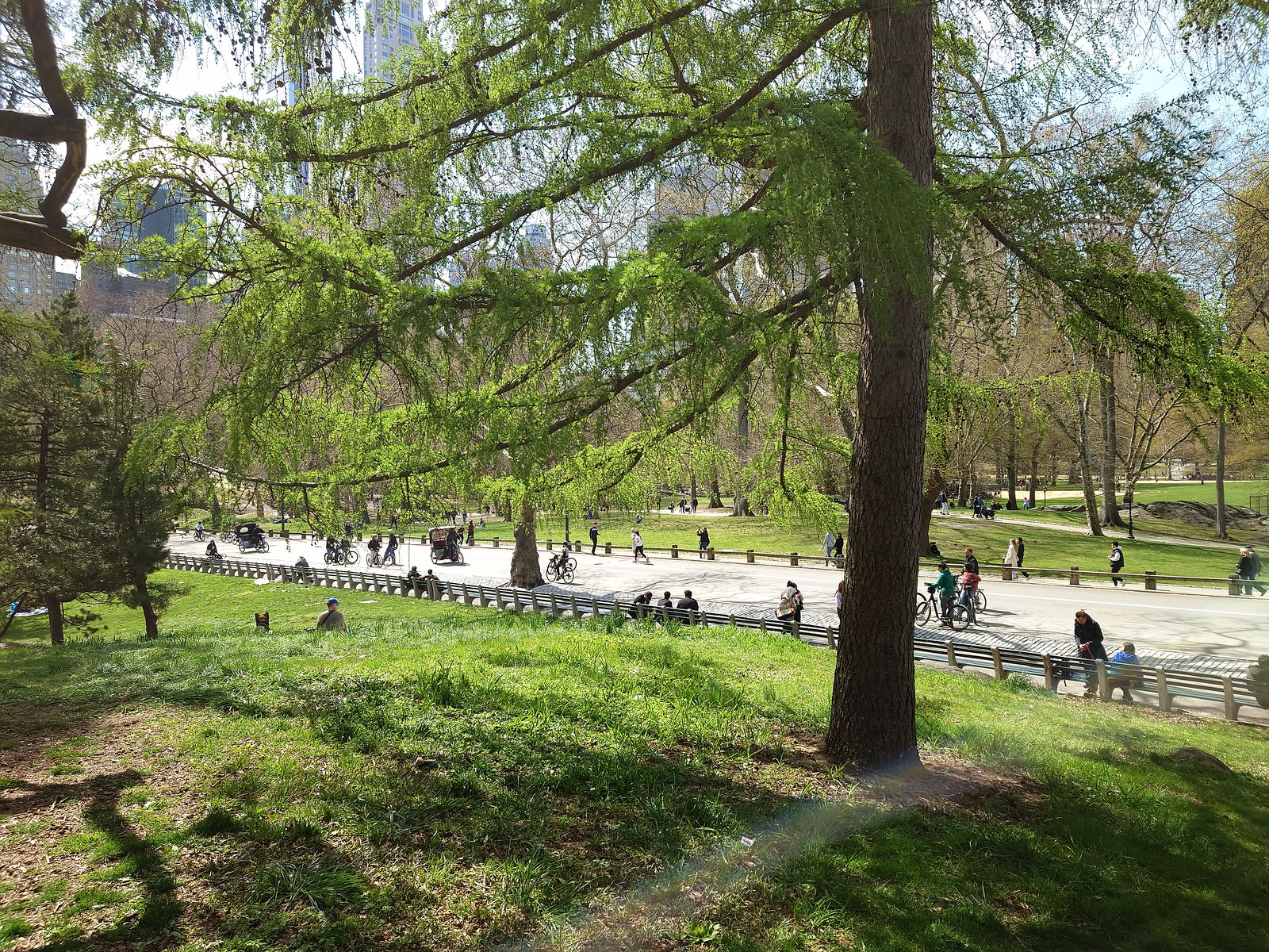 Central Park - New York, NY