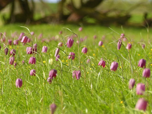 ganze Wiese-whole meadow | by Anke knipst weiter (on/off)
