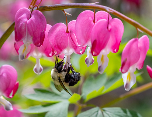 Bleeding heart bumblebee 1600px-9222 | jzfish61 | Flickr