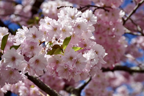 Sakura