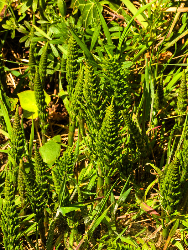 Early spring flowers: horsetails
