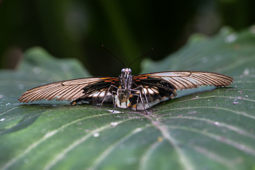 Papilio memnon | by Gary Unis