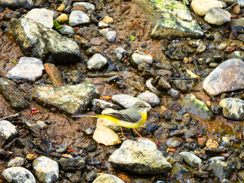 Female grey wagtail, Bylet, Bridgnorth