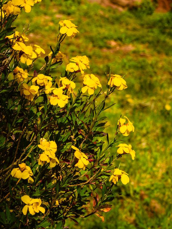 Early spring flowers: wallflowers on castle wall